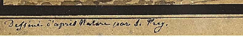Signature 2 — Samuel Frey · En bas à gauche de l’aquarelle.