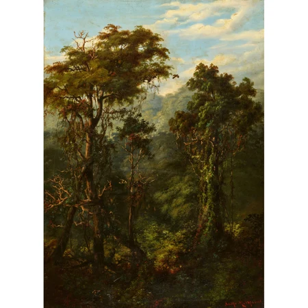 Regenwald