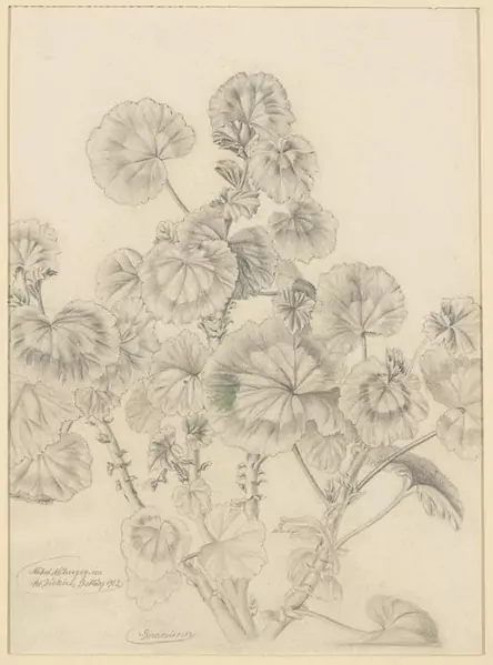 DIETRICH, ADOLF — Geranium. 1902. — Koller Auktionen