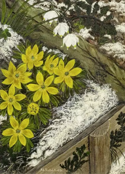 ADOLF DIETRICH — Winterling und Schnee-Glöckchen. 1939. — Koller Auktionen
