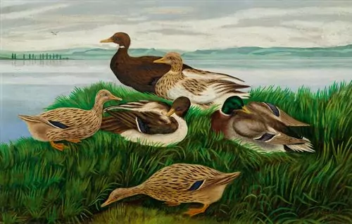 ADOLF DIETRICH — Enten am Ufer. 1918. — Koller Auktionen