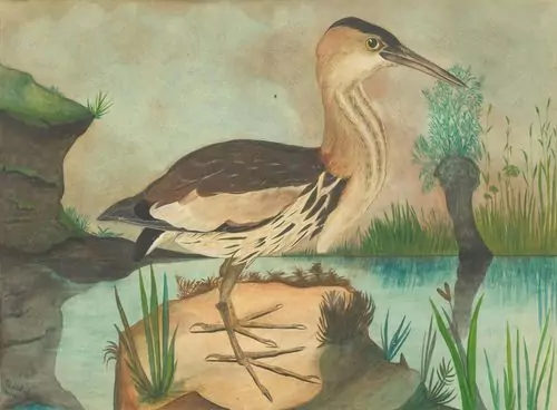 ADOLF DIETRICH — Nach der Natur "Zwergrohrdommel". 1900. — Koller Auktionen