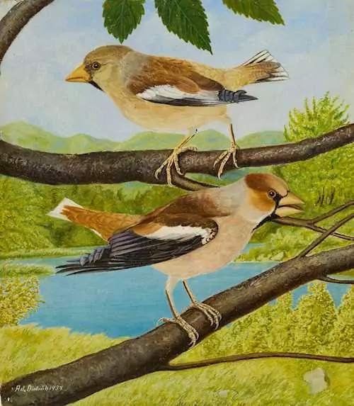 ADOLF DIETRICH — Kirschkernbeisserpaar. 1937. — Koller Auktionen