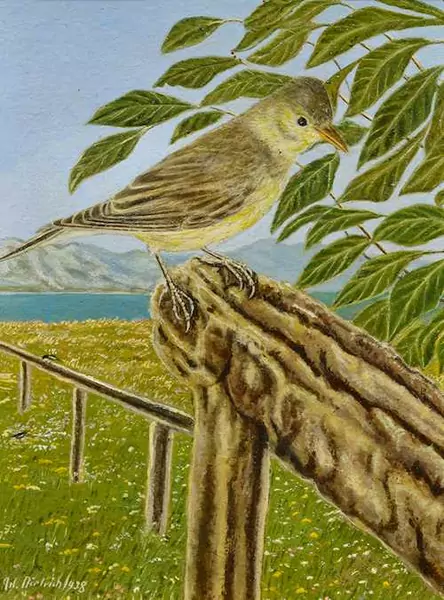 ADOLF DIETRICH — Warbler. 1938. — Koller Auktionen