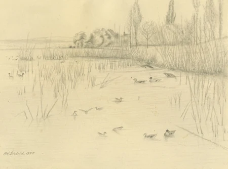 Enten im Schilf, 1955