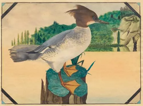 DIETRICH, ADOLF — Merganser (female). 1900. — Koller Auktionen