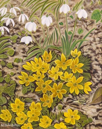 Schneeglöckchen, 1946