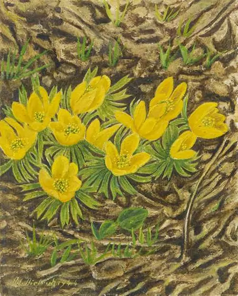ADOLF DIETRICH — Winter aconite. 1944. — Koller Auktionen