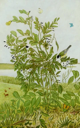 Sojabohnen, 1956