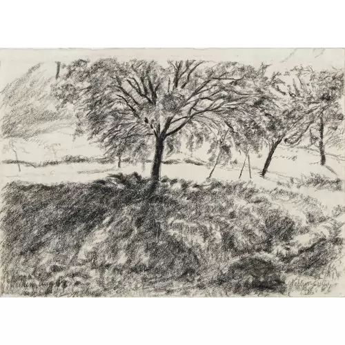 Obstbäume auf Wiese
