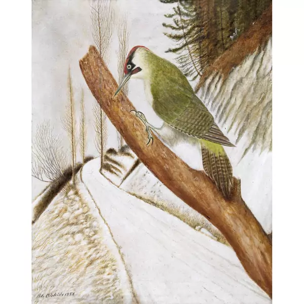 "Grünspecht in Winterlandschaft"