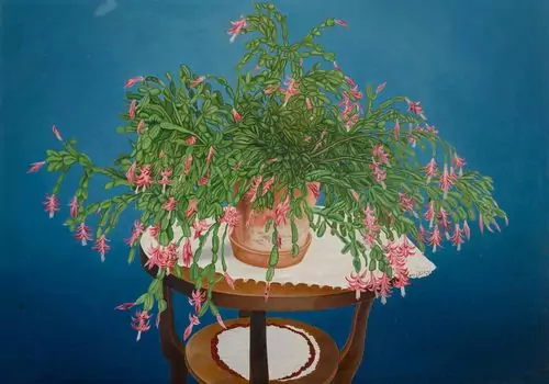 ADOLF DIETRICH — Weihnachtskaktus (Schlumbergera). 1937. — Koller Auktionen