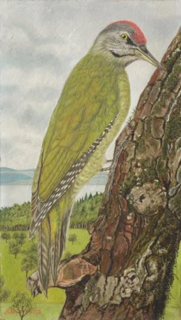 Grünspecht, 1932