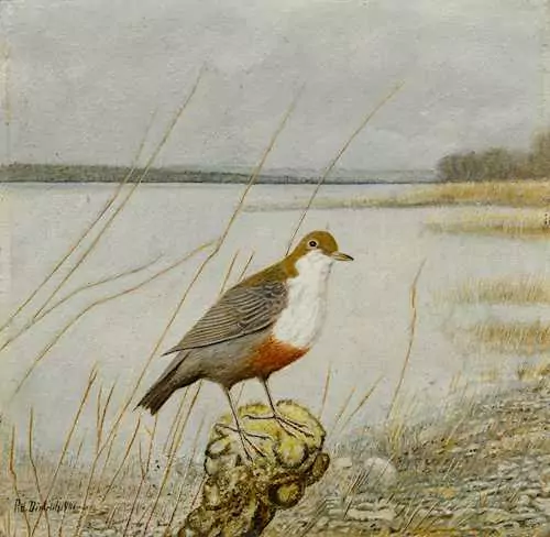 ADOLF DIETRICH — Wasseramsel. 1941. — Koller Auktionen