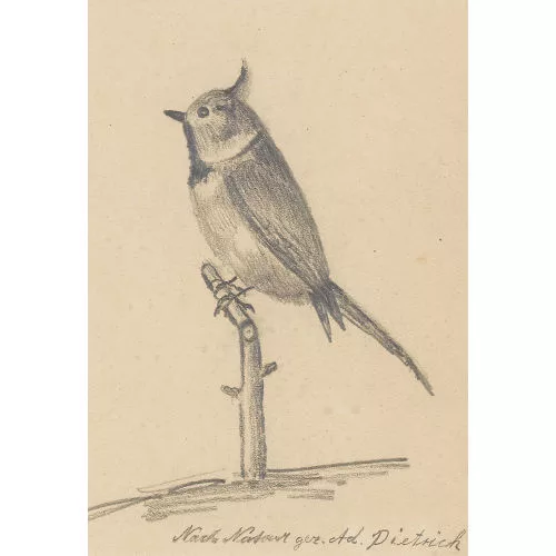 Adolf Dietrich — Haubenlerche.