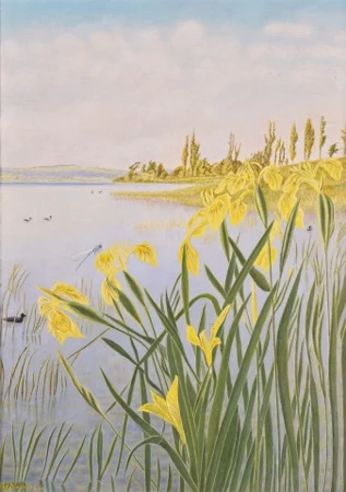 Schwertlilien am Untersee, 1949