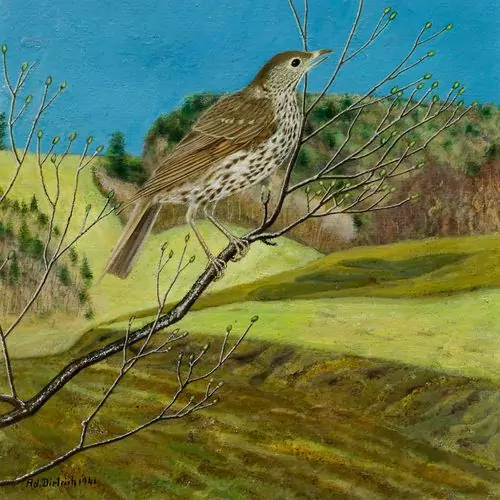 ADOLF DIETRICH — Singdrossel. 1941. — Koller Auktionen
