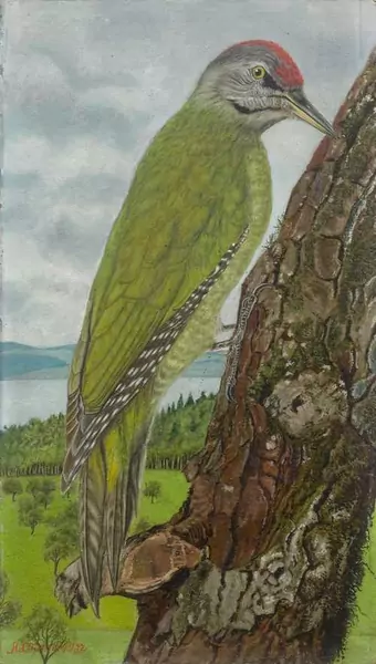 ADOLF DIETRICH — Grünspecht. 1932. — Koller Auktionen