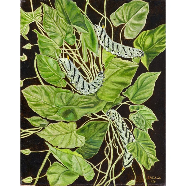 Adolf Dietrich — RAUPEN, 1938 CATERPILLARS, 1938