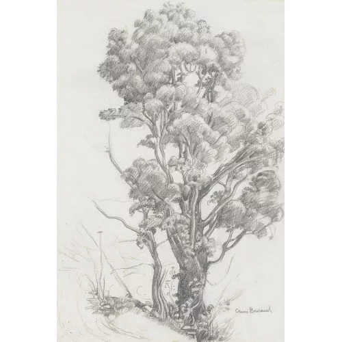 Aimé Barraud — Alter Baum am Wegrand.