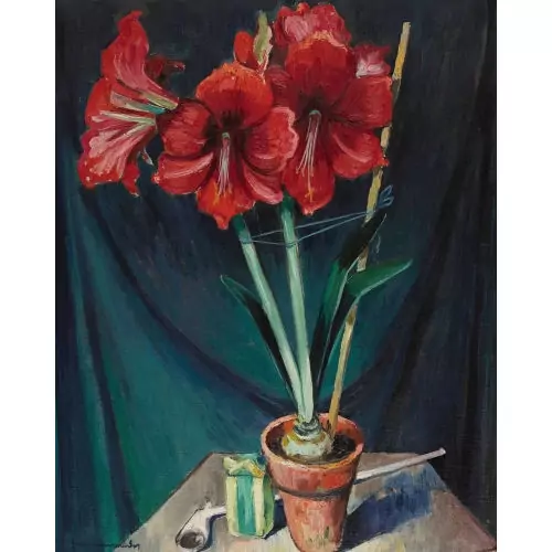 Stillleben mit Amaryllis