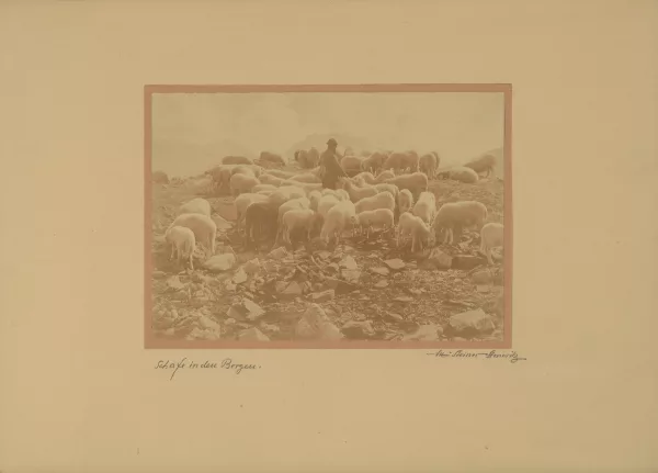 Albert Steiner — Schafe in den Bergen
