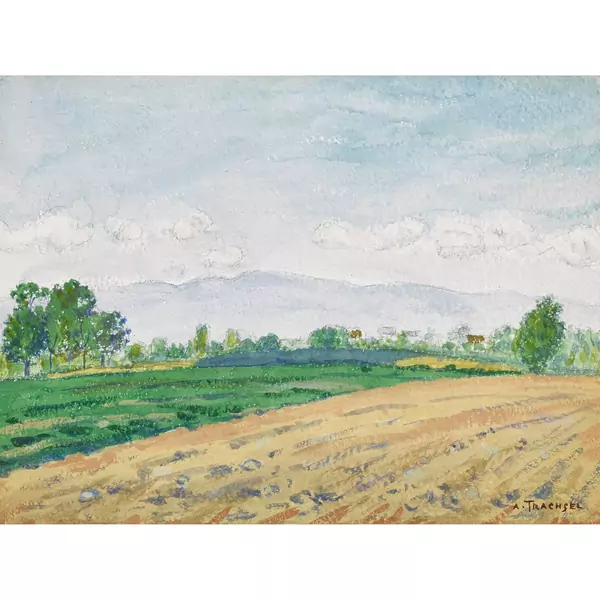 Sommerliche Feldlandschaft