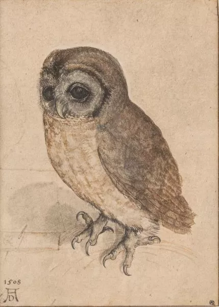 Albrecht Dürer — Albrecht Dürer (1471-1528), "Chouette-effraie"