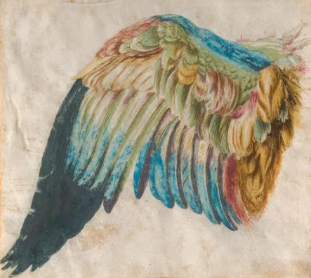 Albrecht Dürer — Flügel einer Blauracke