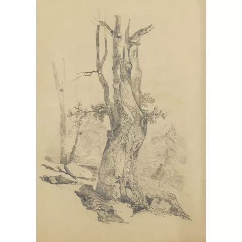 Alexandre Calame — Knorriger Baumstamm.