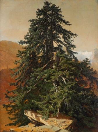 Les conifères