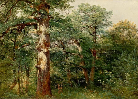 Chênes, dans la forêt de Sauvabelin, um 1850