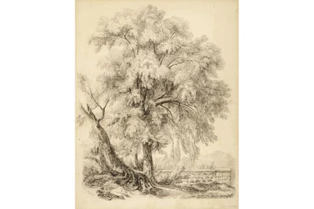 Alter Baum in Park