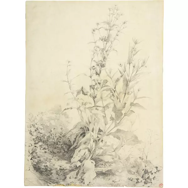 Alexandre Calame — Pflanzenstudie - Kardengewächs — Galerie Kornfeld