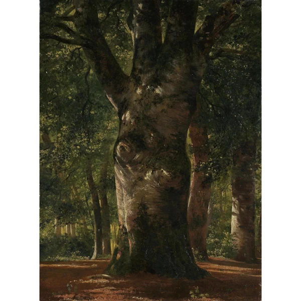 Alexandre Calame — TRONC DE HÉTRE STEM OF A BEECH TREE
