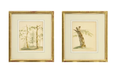 Etudes d'arbres