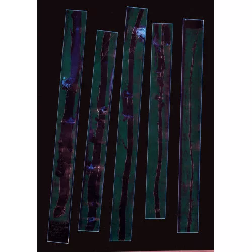 Alfred Hofkunst — "Ast-Werk".