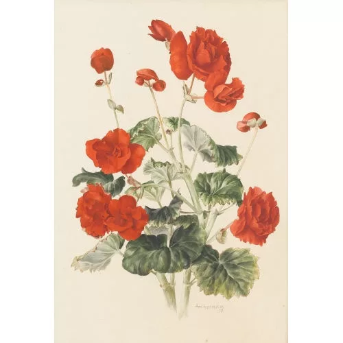 Anne Marie Trechslin — Blühende Geranien.
