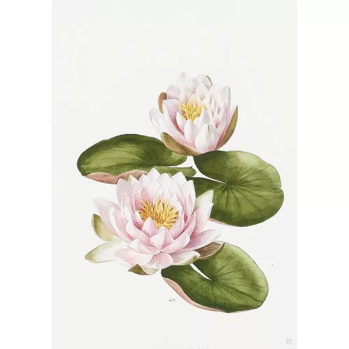 Anne Marie Trechslin — "Nymphaea".