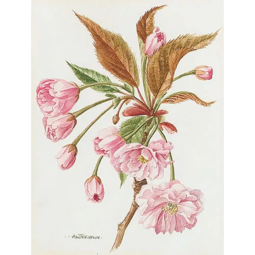 Anne Marie Trechslin — Japanische Kirschblüte.