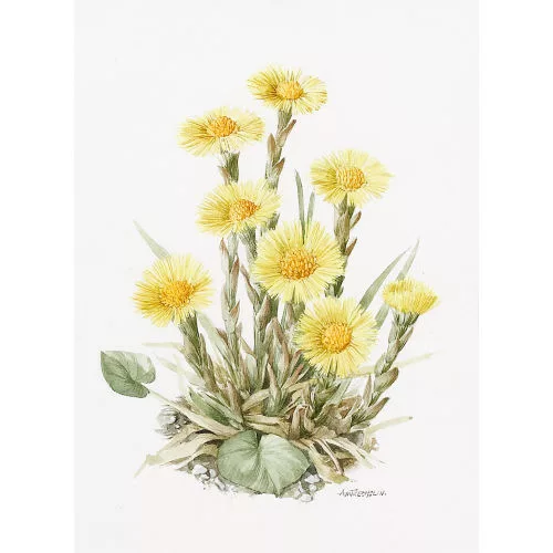Anne Marie Trechslin — "Huflattich".