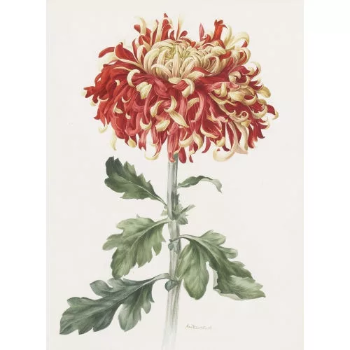 Anne Marie Trechslin — Chrysantheme.
