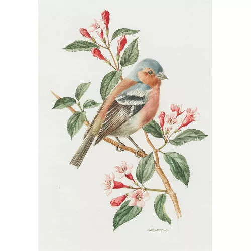 Anne Marie Trechslin — "Buchfink".