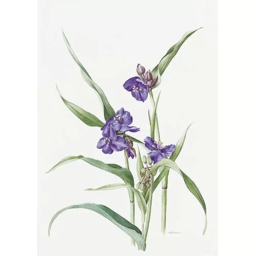 Anne Marie Trechslin — "Tradescantia Virginiana".