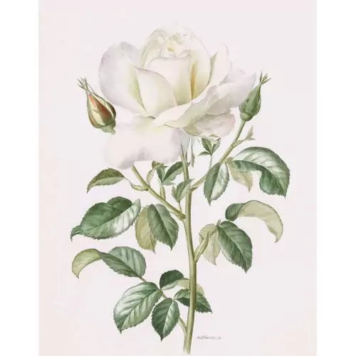 Weisse Rose