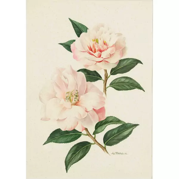 Blühende Rosen