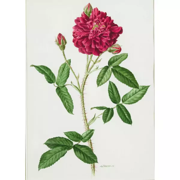 Rosenranke