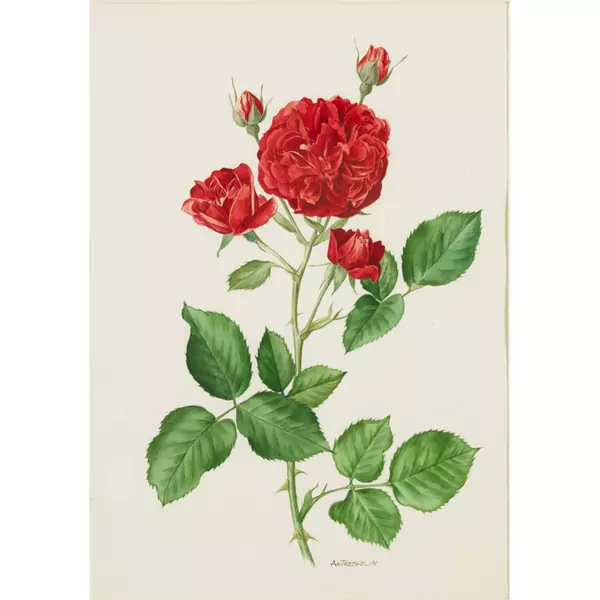 Rote Rosenblüten
