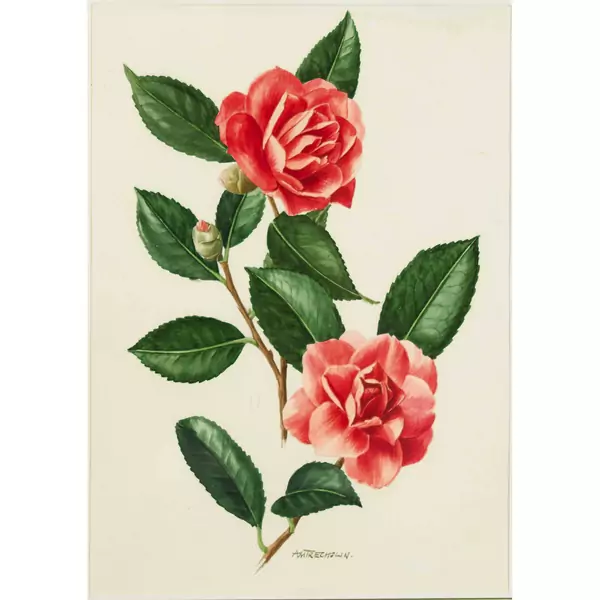 Zwei Kamelienblüten
