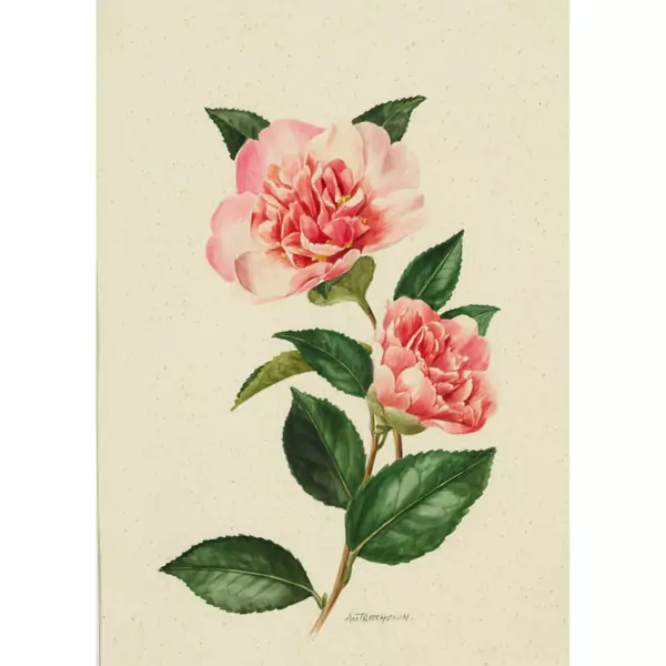 Rosenblüten